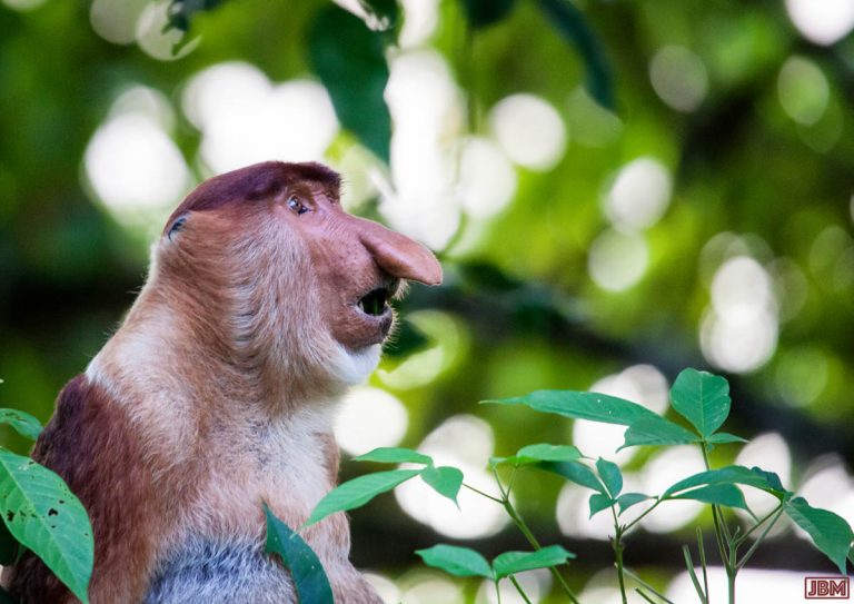 Proboscis Monkey 