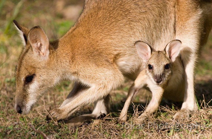 Katherine_20070821_095.jpg - Kangaroo and curious joey, Katherine Gorge, Northern Territory