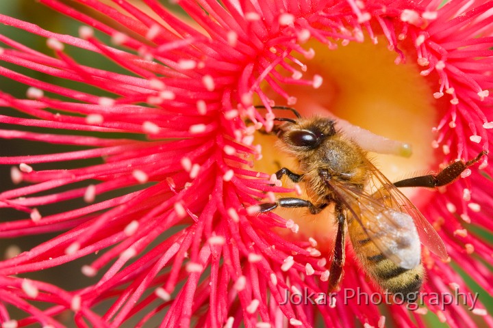 Kempsey_20061228_029.jpg - Bee on Gum blossom, Mogo NSW