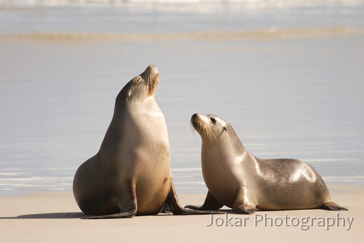 _MG_2091.jpg - Sea Lions at Seal Bay, Kangaroo Island, South Australia
