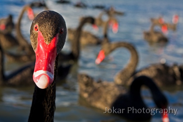 Burley_Griffin_20081022_005.jpg - Black Swans  (Cygnus atratus) , Lake Burley Griffin, Canberra