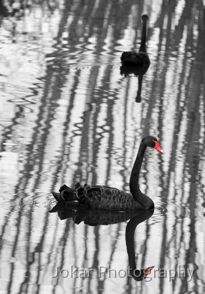 Jerrabomberra_Wetlands_20080220_110.jpg - Black swans at Jerrabomberra Wetlands