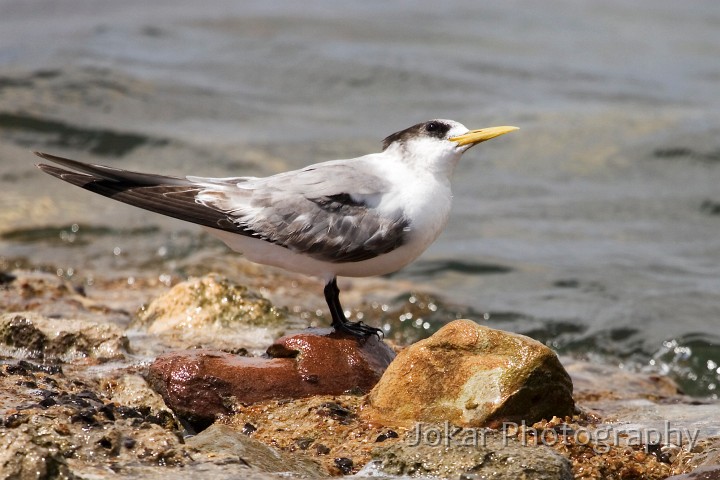_MG_1439.jpg - One good tern (American River, Kangaroo Island)