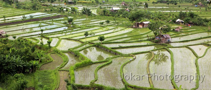 Amed_20100510_173.jpg - Rice terraces (sawah), Tirta Gangga, Karangasem, Bali