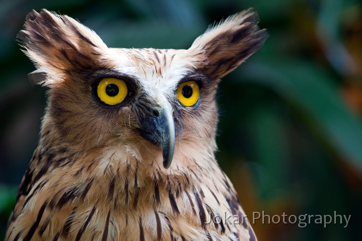 Bali_Bird_Park_20100110_217.jpg - Sumatran Owl, Bali Bird Park, Bali