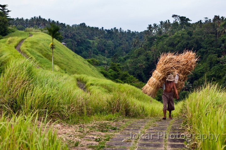 Campuan_Ridge_20100116_005.jpg - Carrying alang-alang grass, Campuan ridge, Ubud, Bali