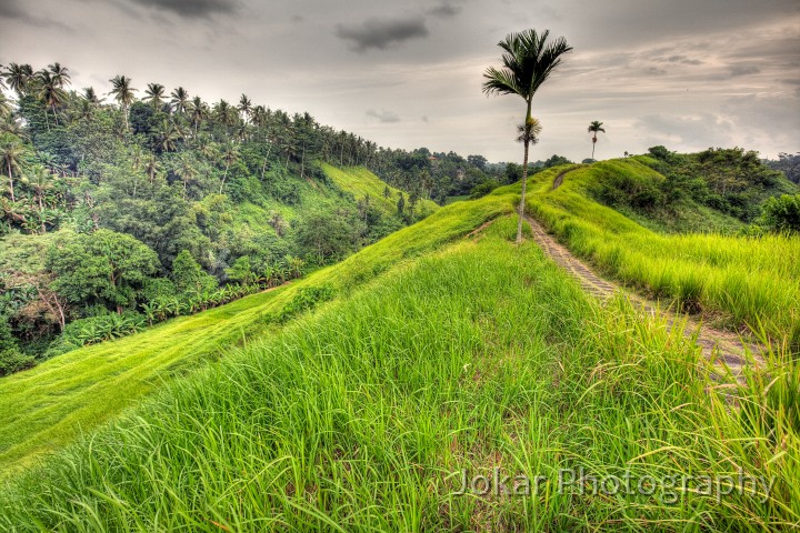 Campuan_Ridge_20100116_041_2_3_4_5_tonemapped.jpg - Alang-alang grass on Campuan ridge, Ubud, Bali (HDR)