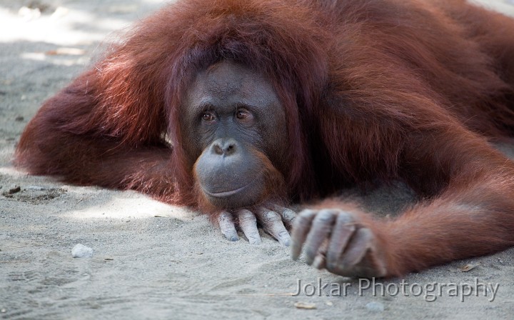 Jogja_Zoo_20091101_039.jpg - Orangutan at Jogjakarta Zoo, Central Java