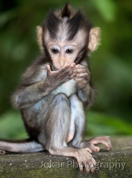 Monkey_Forest_20100103_072.jpg - Baby monkey (Long-tailed Macaque), Monket Forest, Ubud, Bali