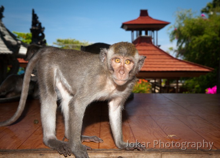 Pemuteran_20100914_338.jpg - Macacque monkey at Pura Pelaki, North Bali