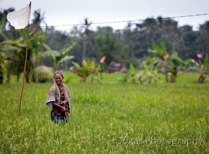 Tirta_Gangga_20100625_017.jpg - Rice fields near Budakeling, Karangasem, Bali