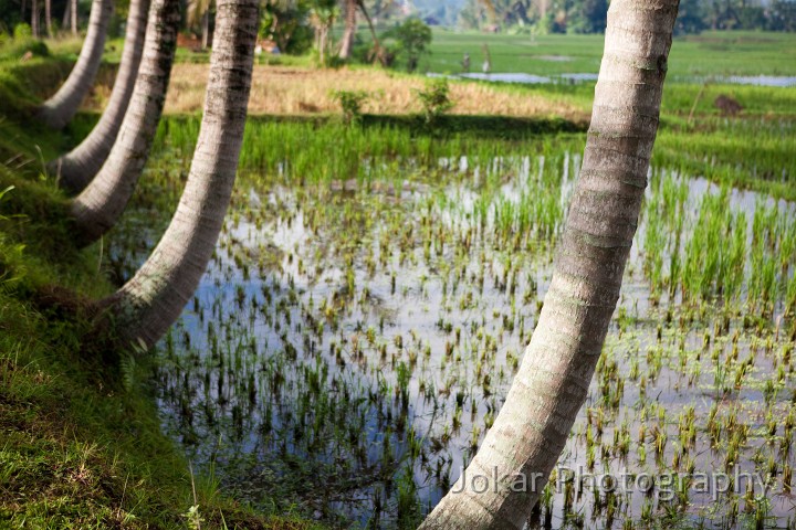 Ubud_ricefields_20091206_054.jpg - Coconut palms and ricefields, Ubud, Bali