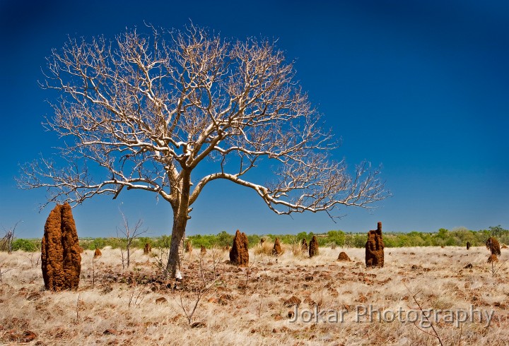 Dunmarra_20070907_018.jpg - Near Victoria Downs, Buchanan Hwy, Northern Territory