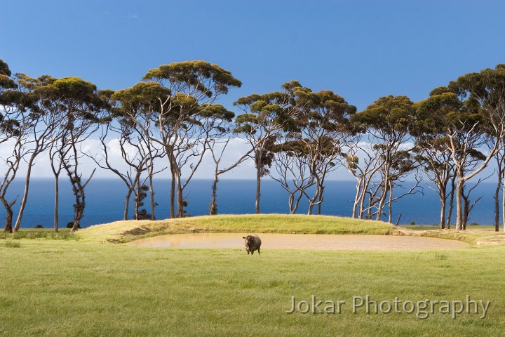 _MG_1810.jpg - Sugar gums, Kangaroo Island, South Australia