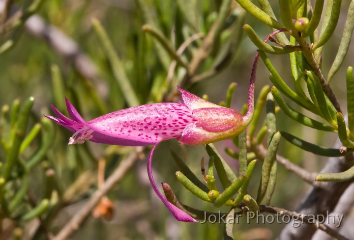 Loxton_20070926_022.jpg