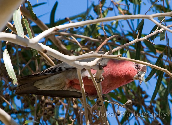 Longreach_20070807_009.jpg