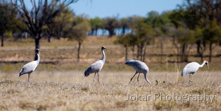 Longreach_20070807_054.jpg