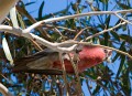 Longreach_20070807_009