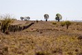 Longreach_20070807_064