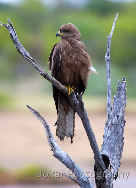 Borroloola_20070816_039.jpg