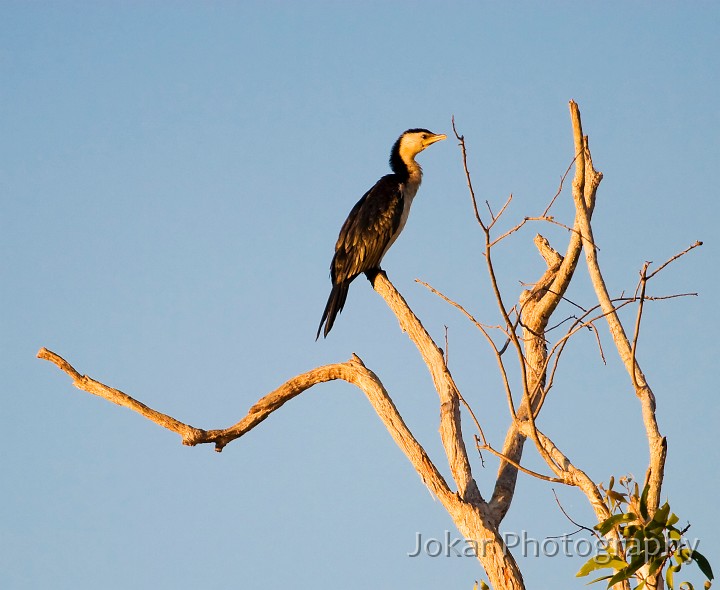 Kakadu_20070828_152.jpg