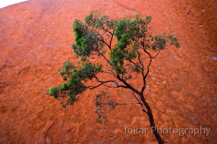 Uluru_20070922_110.jpg