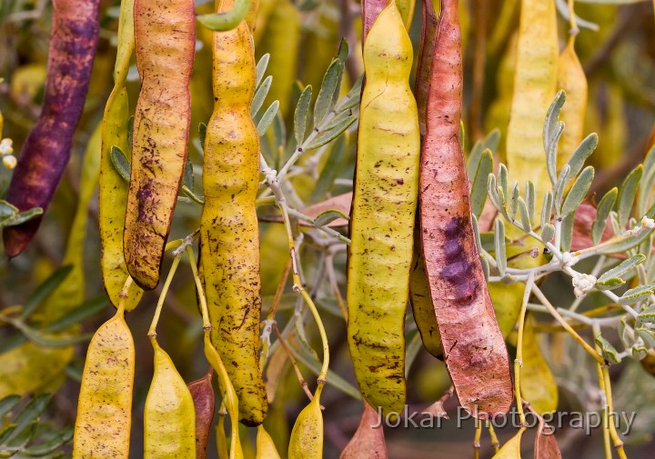 Loxton_20070926_048.jpg