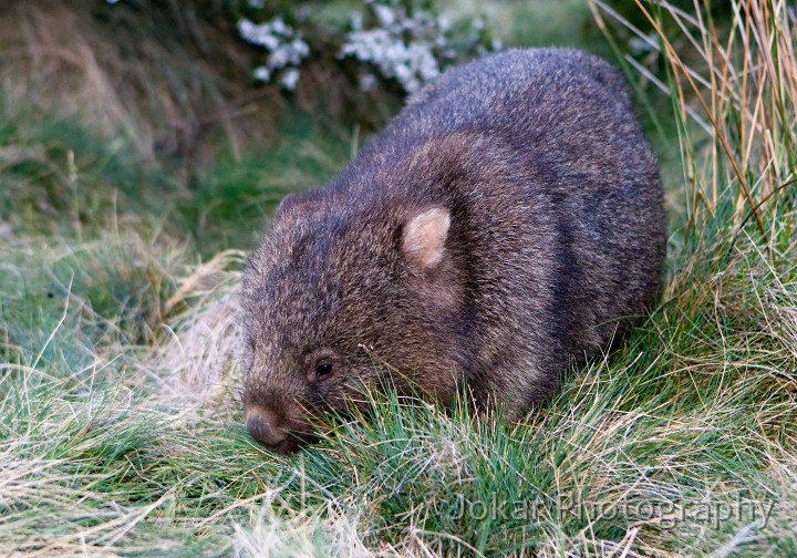 Overland_Track_20090201_077.jpg - Common Wombat  (Vombatus ursinus) , Cradle Valley, Tasmania