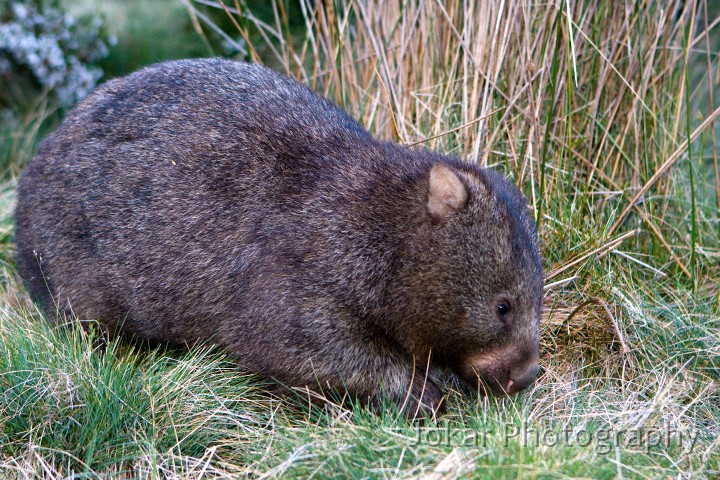 Overland_Track_20090201_078.jpg - Common Wombat  (Vombatus ursinus) , Cradle Valley, Tasmania