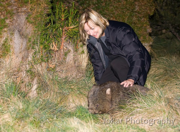 Overland_Track_20090201_083.jpg - Karen befriends a Common Wombat  (Vombatus ursinus) , Cradle Valley, Tasmania