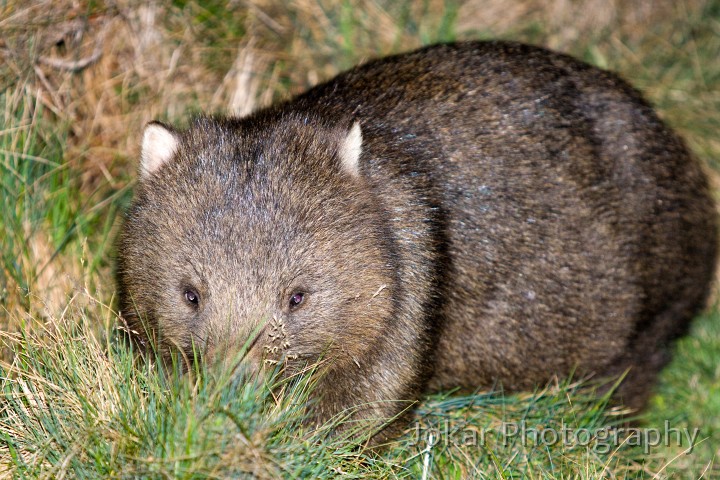 Overland_Track_20090201_085.jpg - Common Wombat  (Vombatus ursinus) , Cradle Valley, Tasmania
