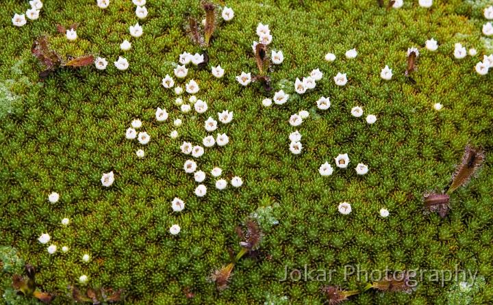 Overland_Track_20090202_128.jpg - Tasmanian Cushionplants  (Abrotanella forsteroides)  and Alpine sundew  (Drosera arcturi) 