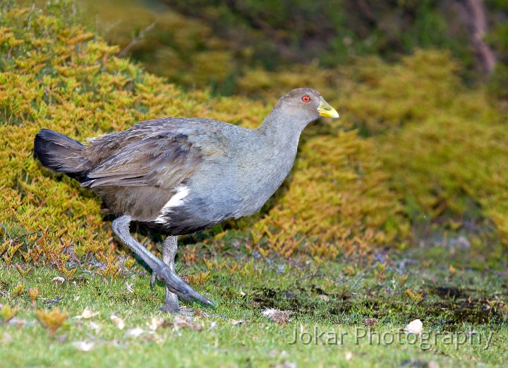 Overland_Track_20090204_281.jpg - Tasmanian Native Hen,  (Gallinula mortierii) , Windermere Hut, Tasmania