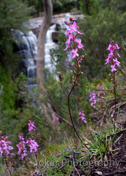 Overland_Track_20090207_507.jpg - Trigger Plants, Hartnett Falls, Mersey River, Tasmania