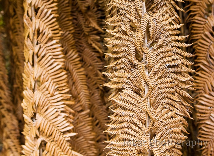 Overland_Track_20090211_749.jpg - Dry fern fronds near Echo Point, Lake St Clair, Overland Track, Tasmania