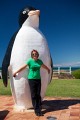 Tasmania_Penguin