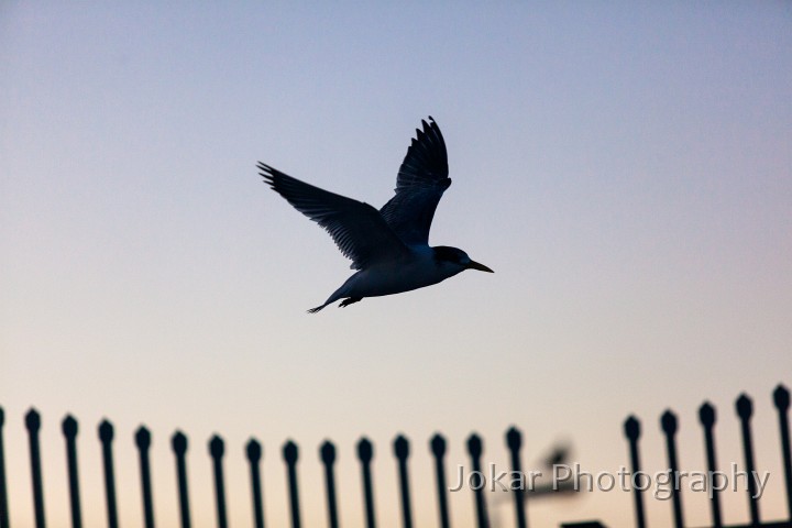 Busselton_20120624_140.jpg