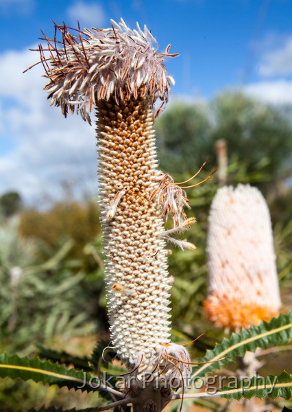 Kalbarri_20120613_055.jpg