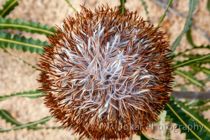 Kalbarri_20120613_072.jpg