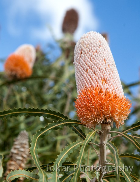 Kalbarri_20120613_080.jpg