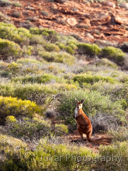 Kalbarri_20120614_088.jpg