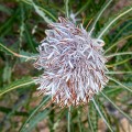 Kalbarri_20120613_073