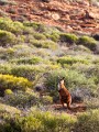 Kalbarri_20120614_088