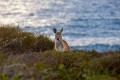 Kalbarri_20120614_093