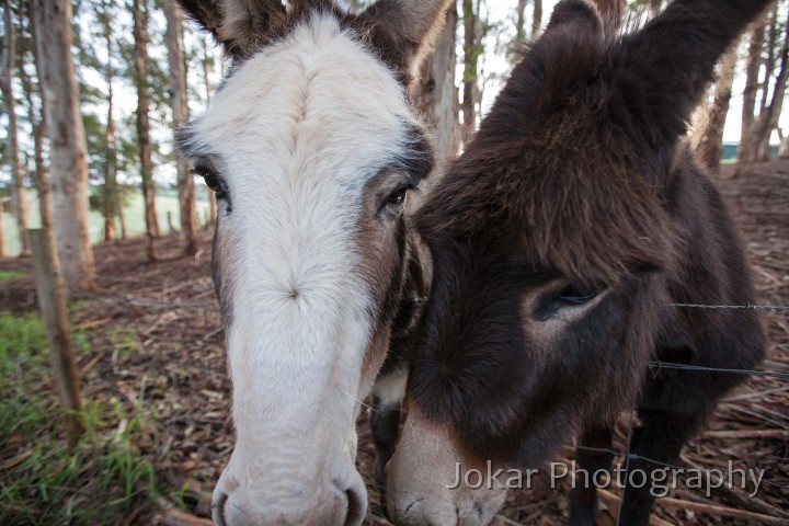 Pemberton_20120623_219.jpg