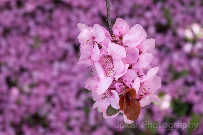 Spring_blossoms_20130831_037.jpg