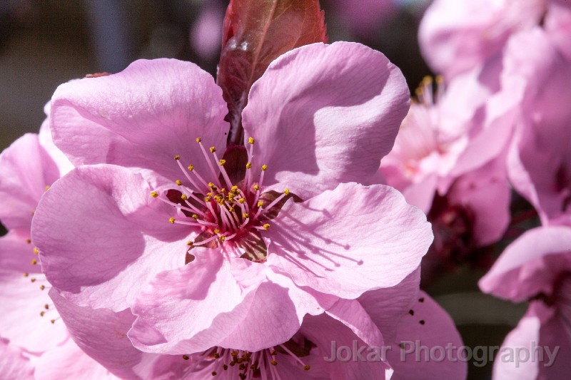 Spring_blossoms_20130831_043.jpg