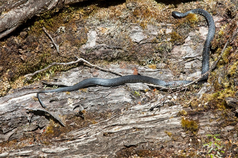 Tasmania_20140228_0825.jpg - Tiger Snake, Gordon River, Tasmania