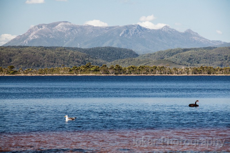 Tasmania_20140228_0867.jpg - Macquarie Harbour, Tasmania
