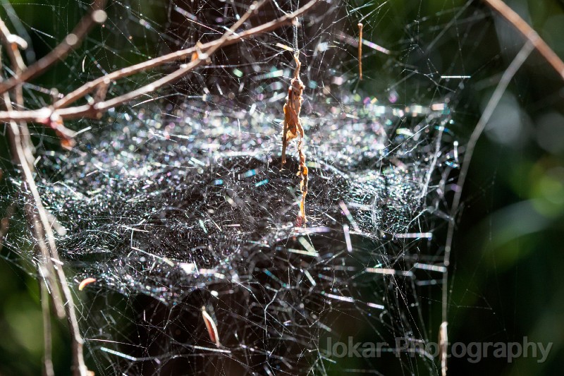 Tasmania_20140301_0885.jpg - Spider web, Corinna, Pieman River, Tasmania